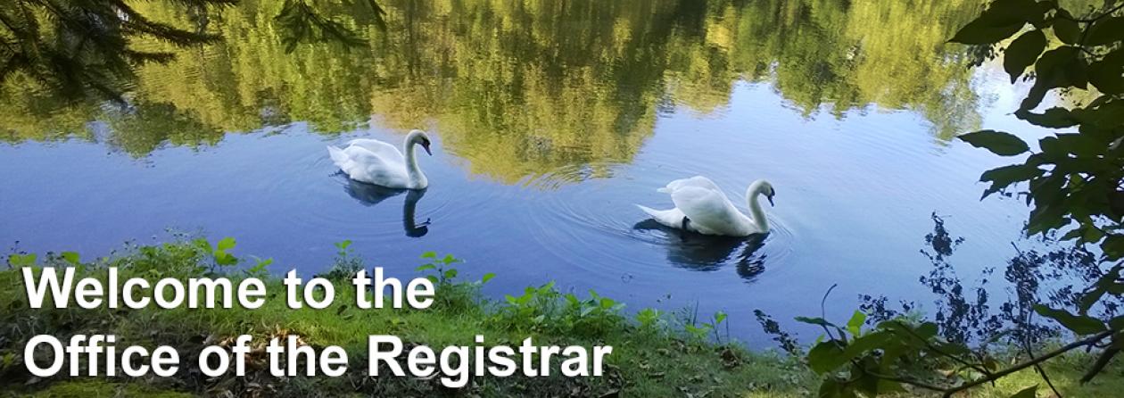 summer swans